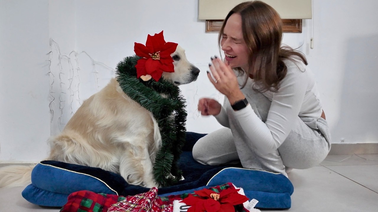 Decorating My Dog’s Bed for Christmas – Funny Golden Retriever