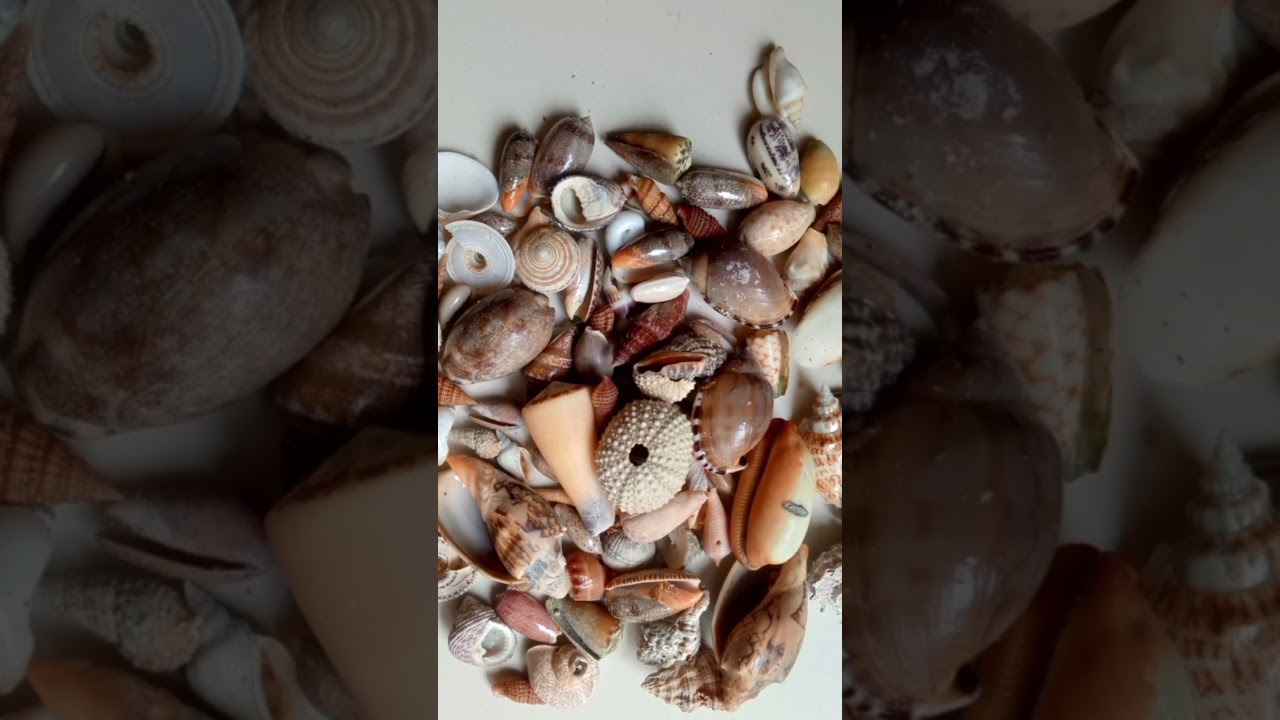 Various Shells found during Shelling 