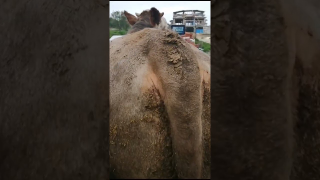 1. dana 32 gunde 80 kg , 2. dana 29 günde 60 kg. konsantre yemimiz le fark ortada