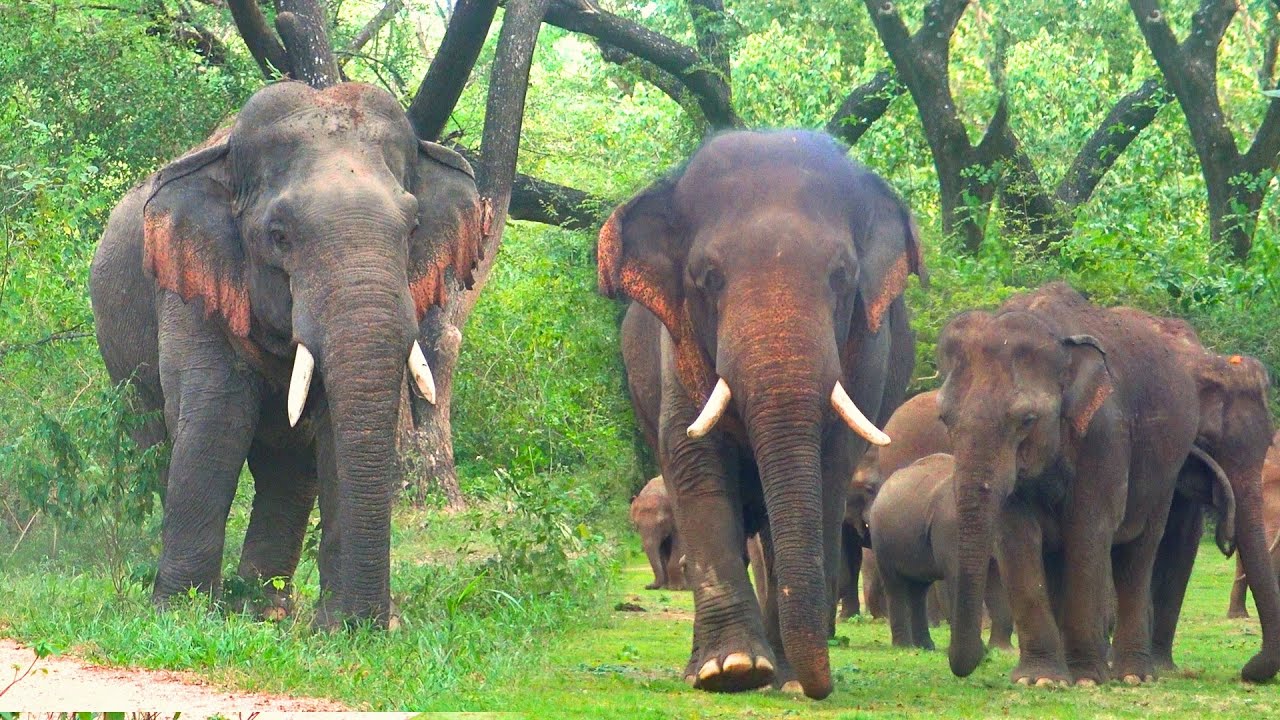 Majestic Tusker and Elephant Family Enjoy a Serene Evening by the Lake