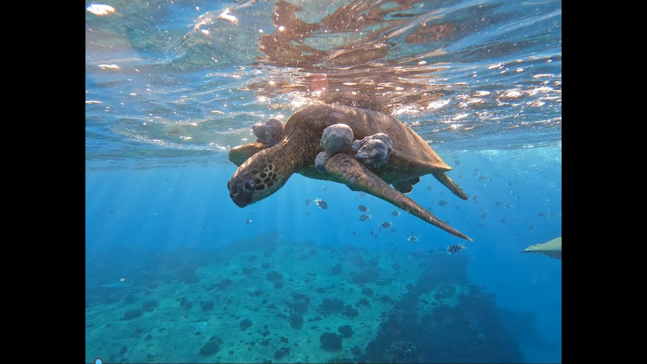 V#2  Large Male turtle Mating with smaller female PLUS A Turtle with Fibropapillomatosis @rapscidy