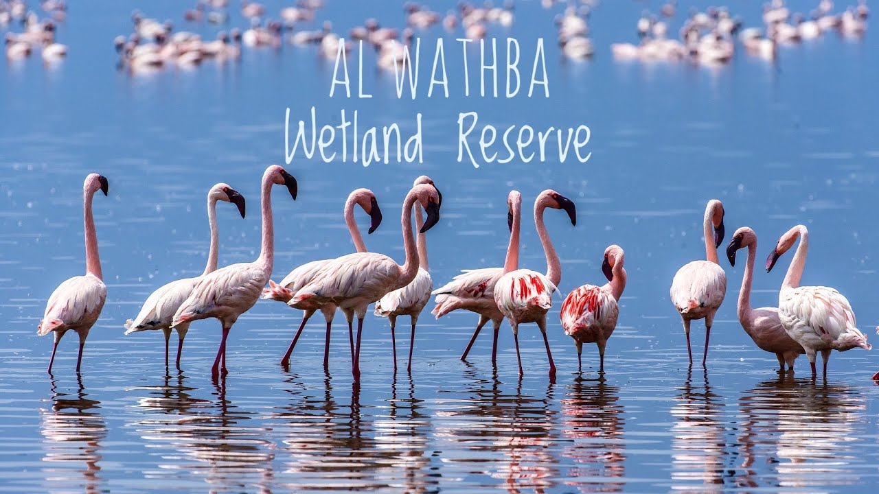 Al Wathba Wetland Reserve | Tourist place in Abu Dhabi | Nature walk trail