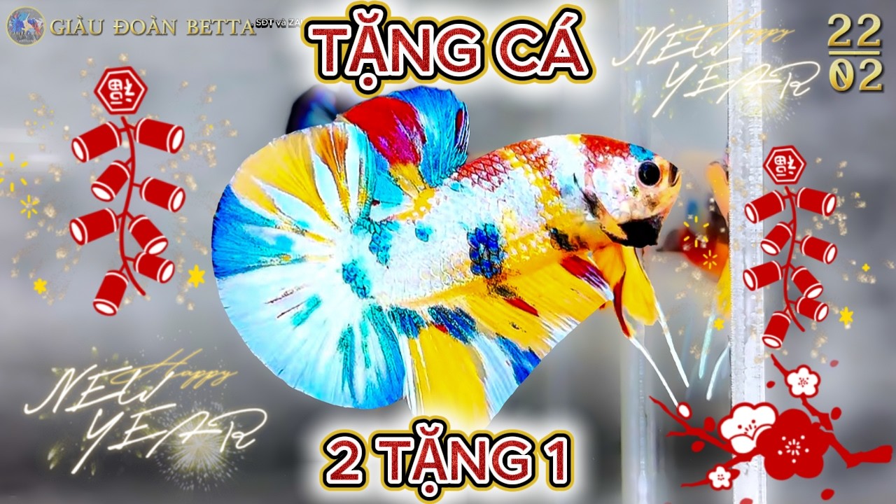 Đợt Cá Betta Ngày 22/02 / Chủ Đề Là TẾT 2026 - 2 TẶNG 1.!!! / Tặng Cá Betta VIP.!