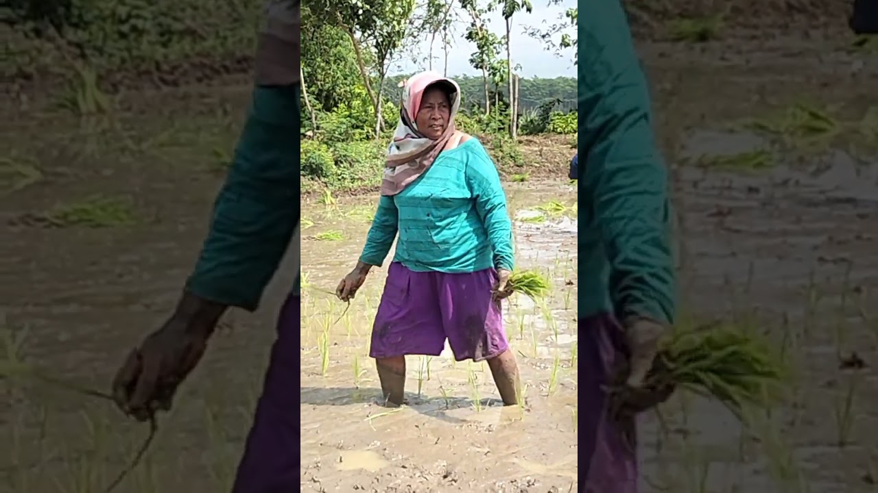 Bertanam padi di Rawa Sapen, Majan, Kedungwaru