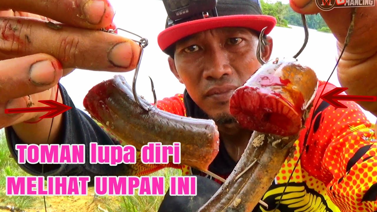 MENGGANAS..!! MancingToman Pakai Umpan Belut