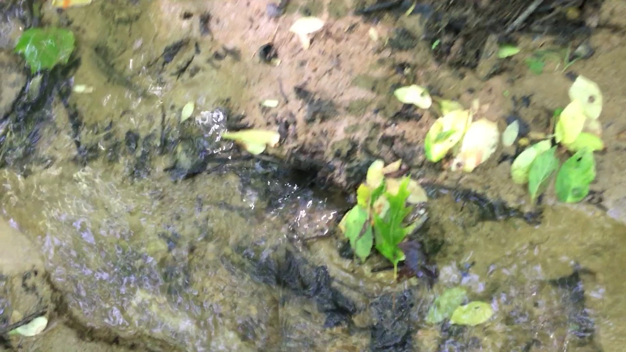 Disappearing stream (Karst topography)