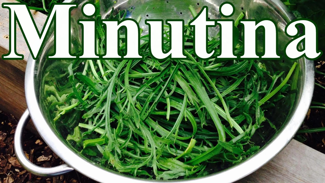 Not in Your Grocery Store #3: Minutina (aka Erba Stella, Buck's-horn Plantain) - Food Biodiversity