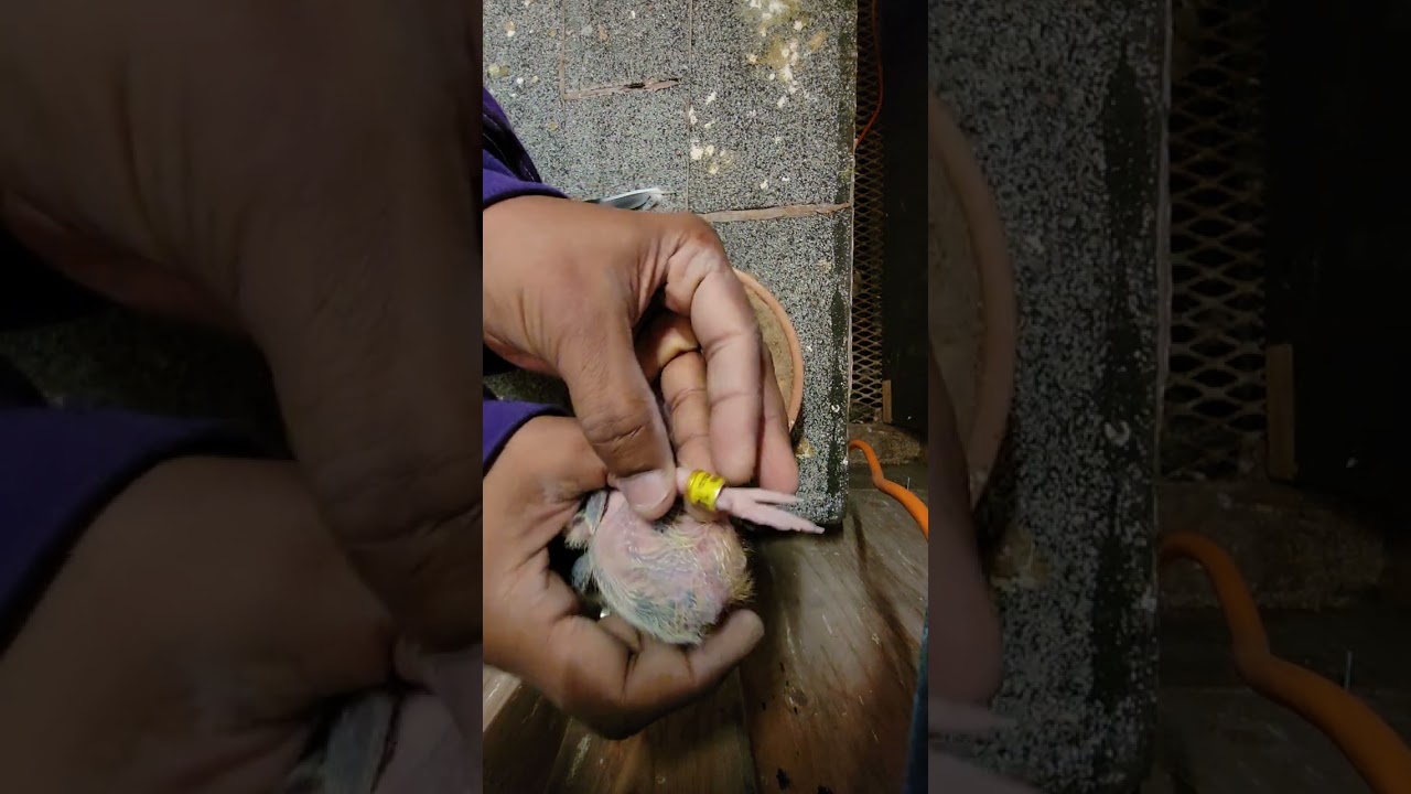 Steve and Changaze 1st Hatch | Racing Pigeon | Homer | Kabutar