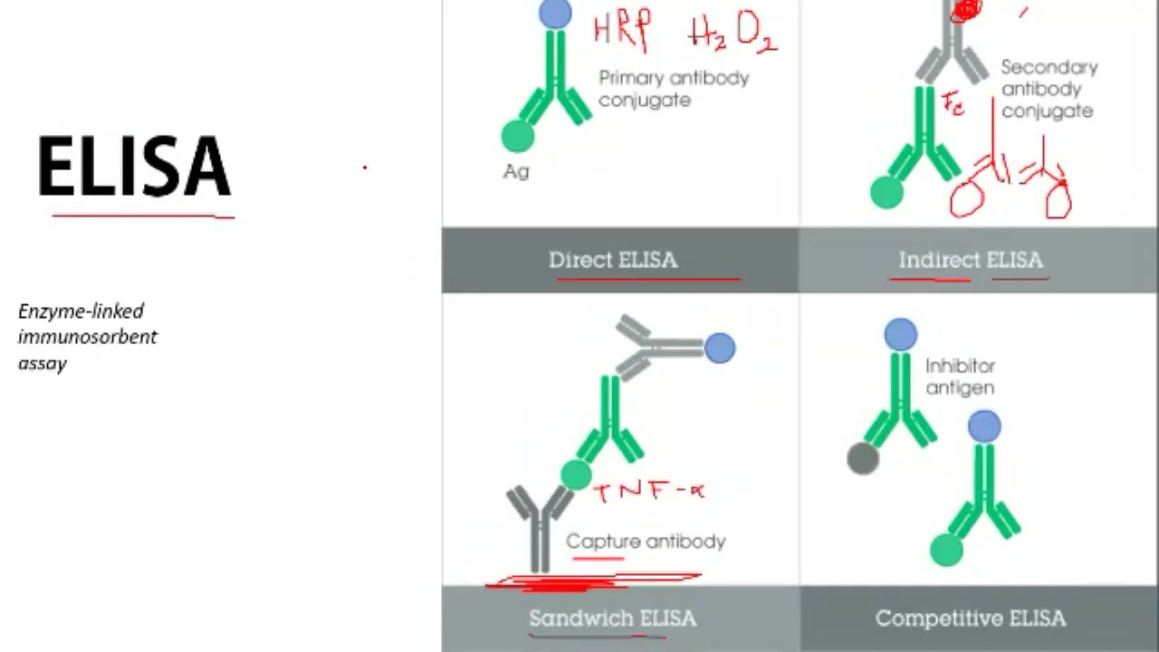 Métodos de Investigación biomédica: Técnicas inmunológicas