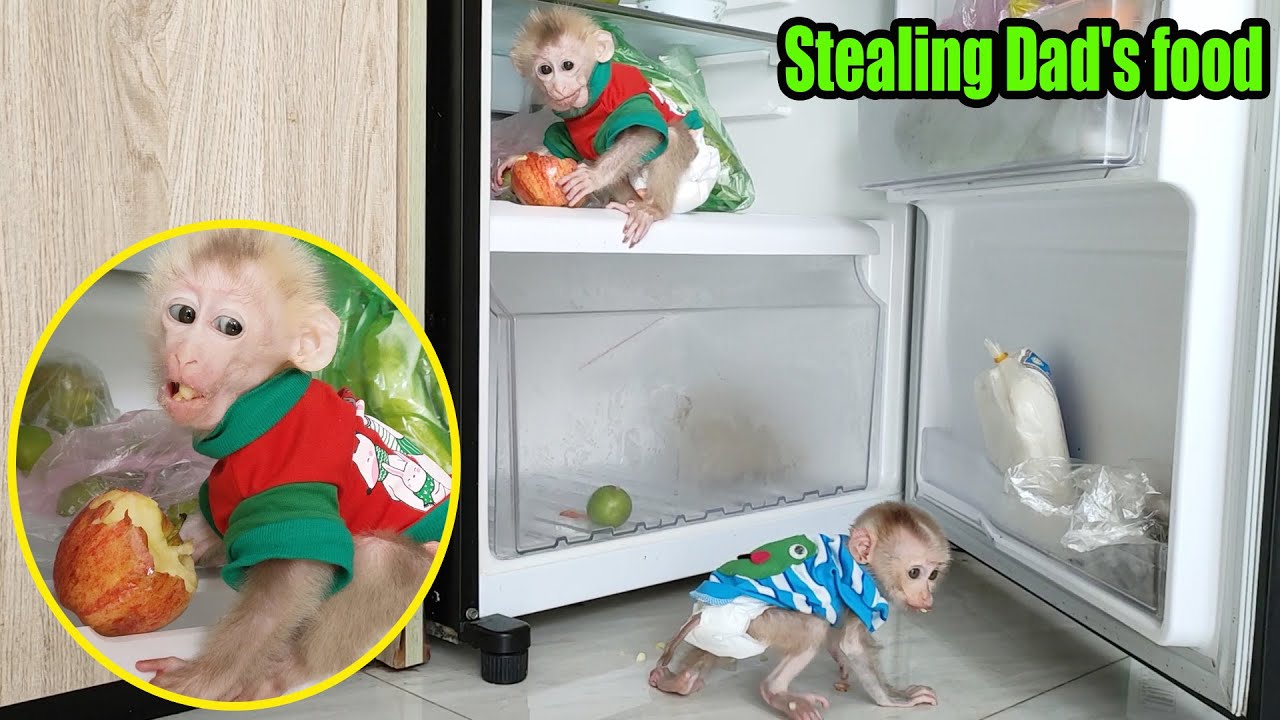 Baby monkeys Ricky and Rocky steal the food from dad's fridge - MONKEY ROSI