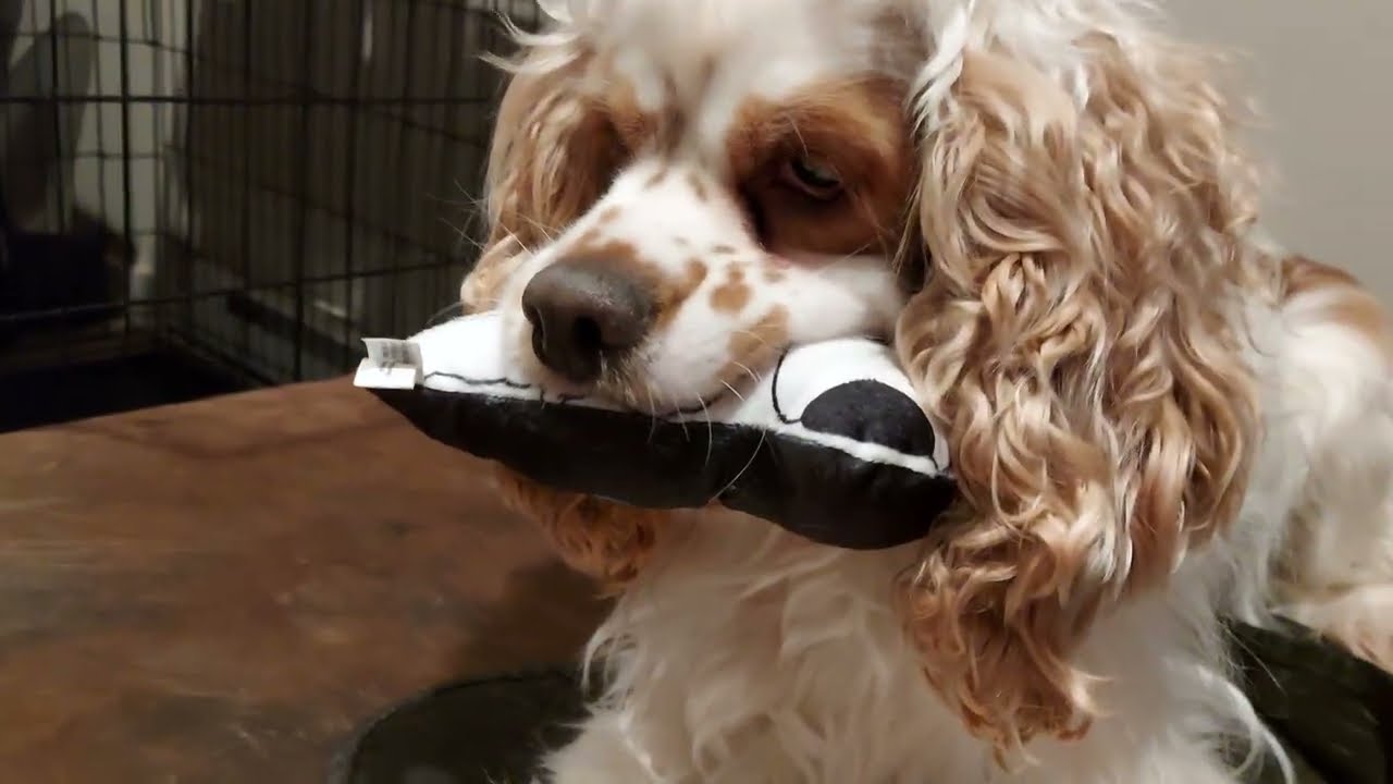 🧸Папа, игрушки из 