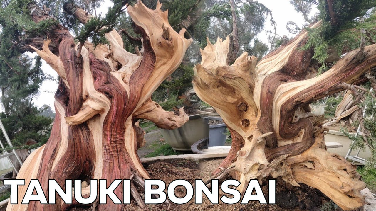 How to create a Tanuki Bonsai EP2