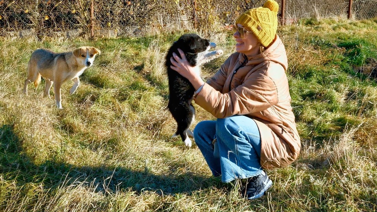 Stray Mama Dog Fights to Keep Her Puppy Alive in the Freezing Winter, Until We Stepped In