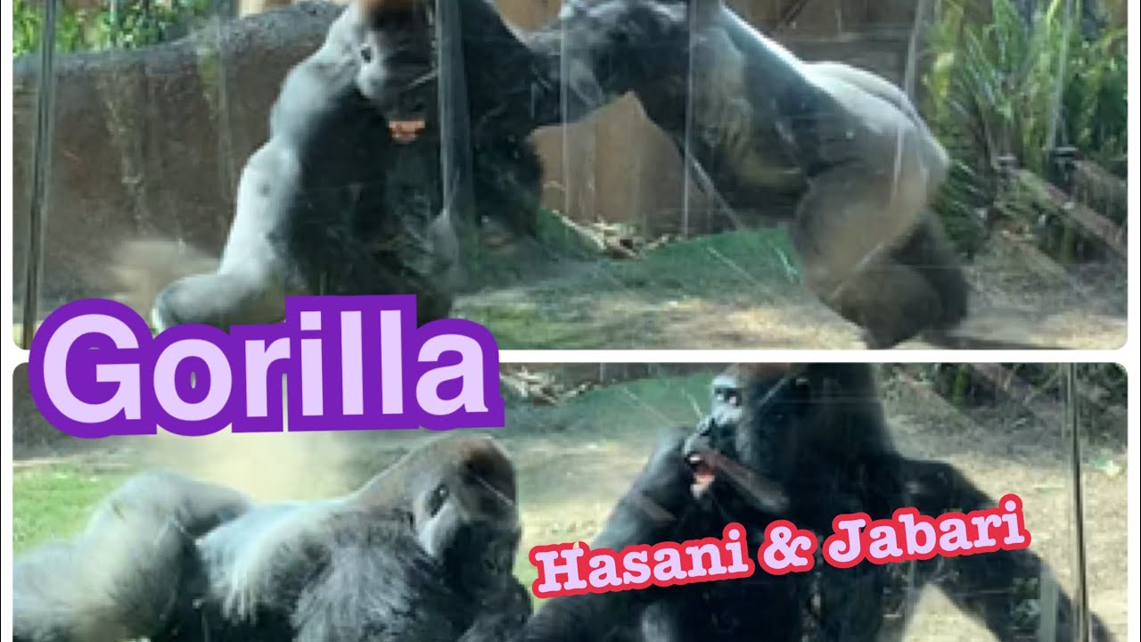 Gorilla Hasani and Jabari brothers ゴリラハサニとジャバリ