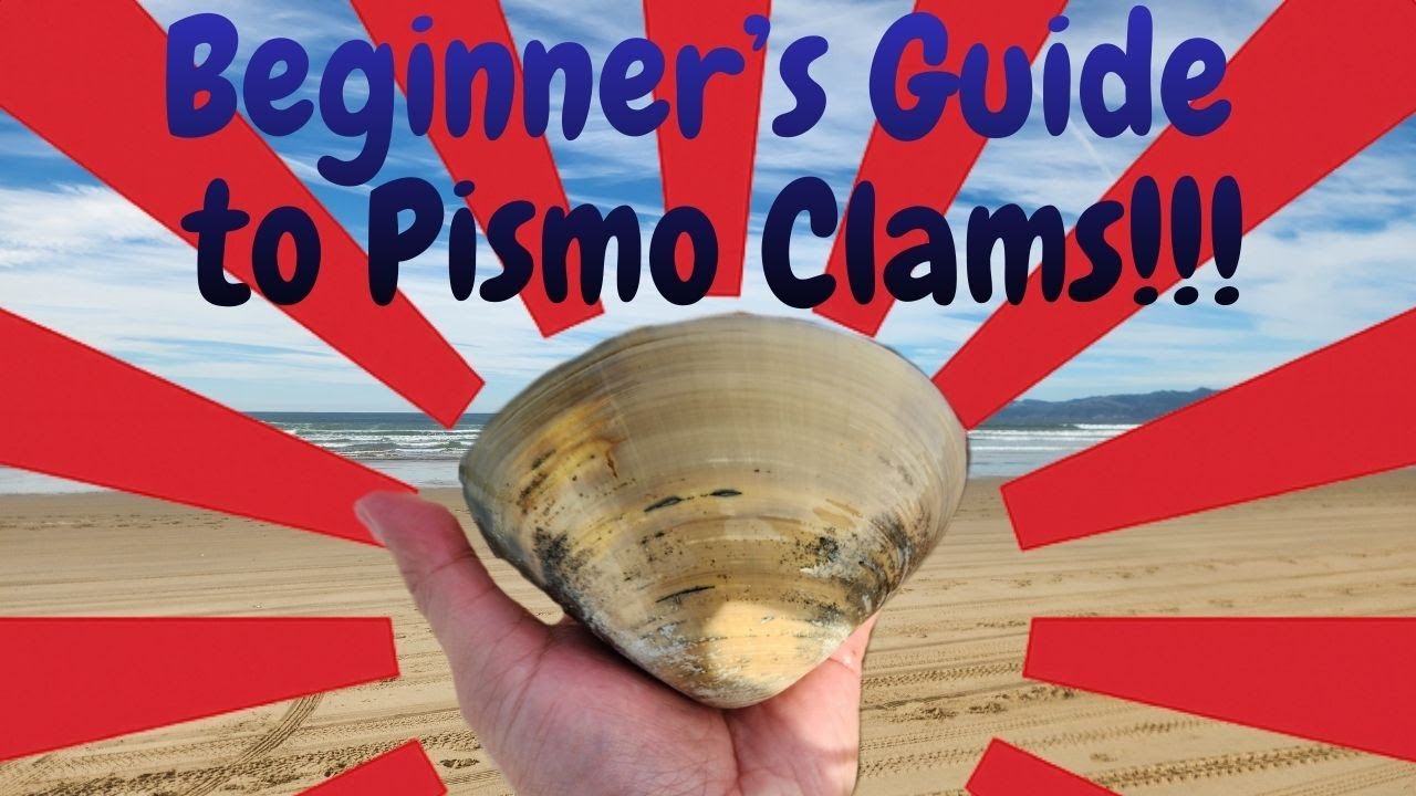 Beginner's Guide to Pismo Clams and Learn how to find them!