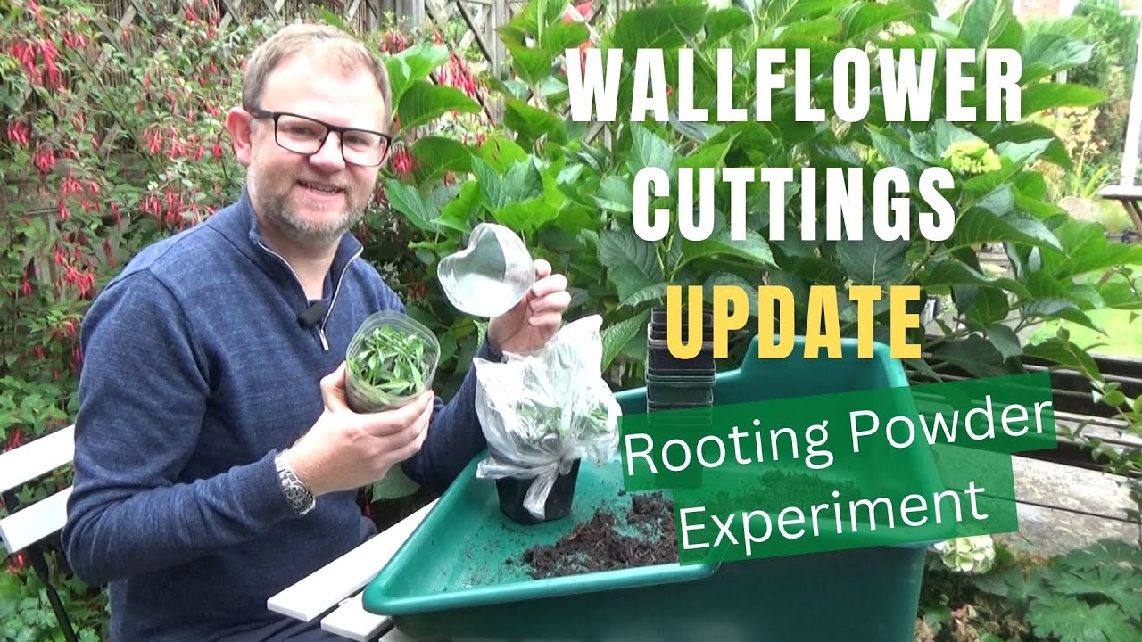 Wallflower Cuttings Update | Hormone Rooting Powder Experiment | Erysimum Propagation | Hardy Plants