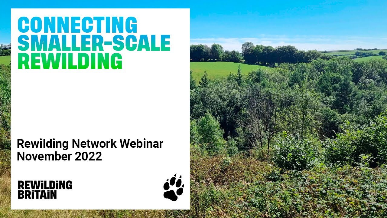 Smaller Scale Rewilding: Hill Crest, Embercombe & Devon Wildland