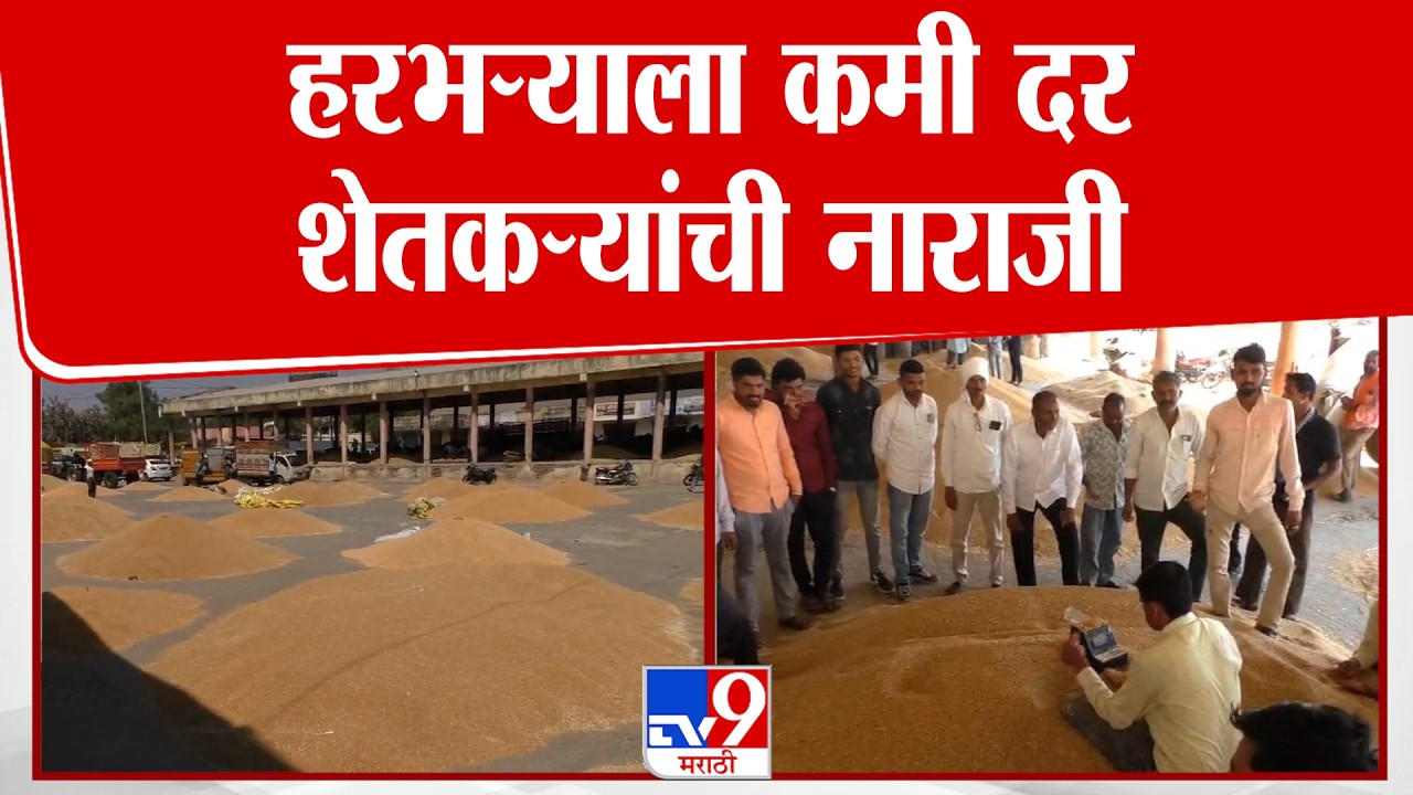 Washim | हरभऱ्याला कमी दर, शेतकऱ्यांची नाराजी