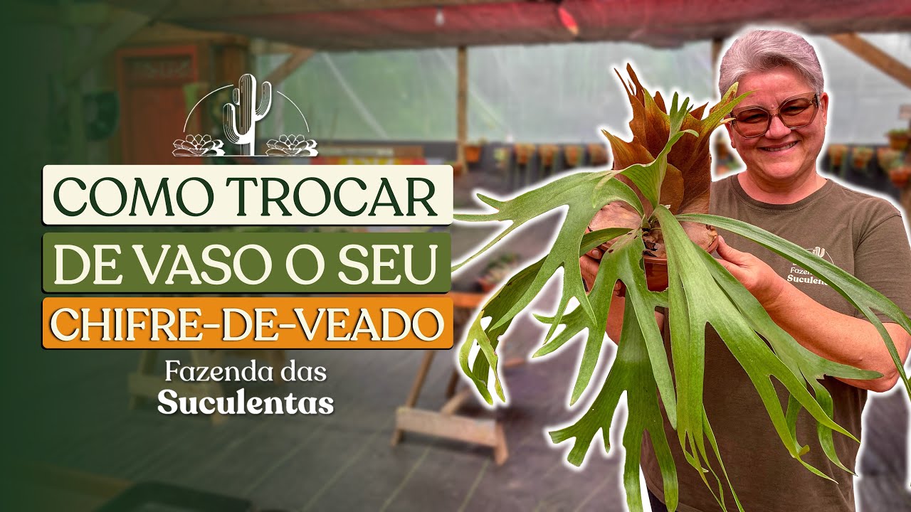 COMO TROCAR DE VASO O SEU CHIFRE-DE-VEADO