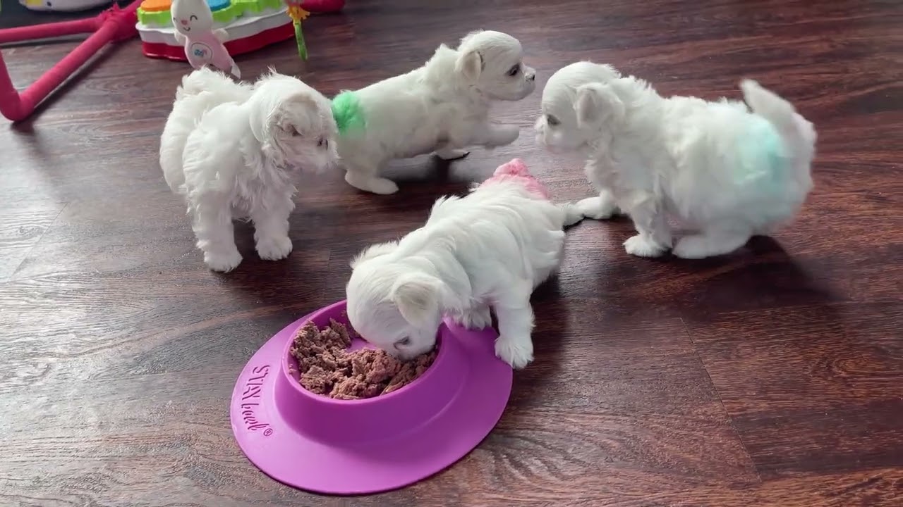 Happy Independence Day From The Storybook Maltese Puppies!  1st Time In The Playpen.