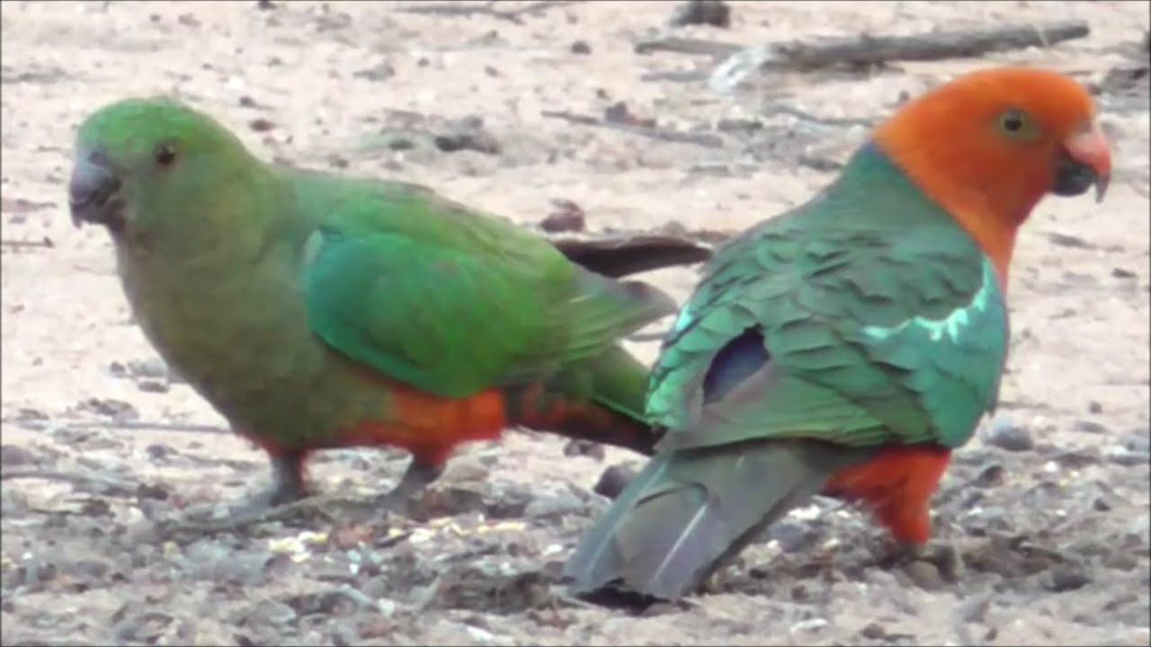 Pair of Australian KIng Parrots (Alisterus scapularis)