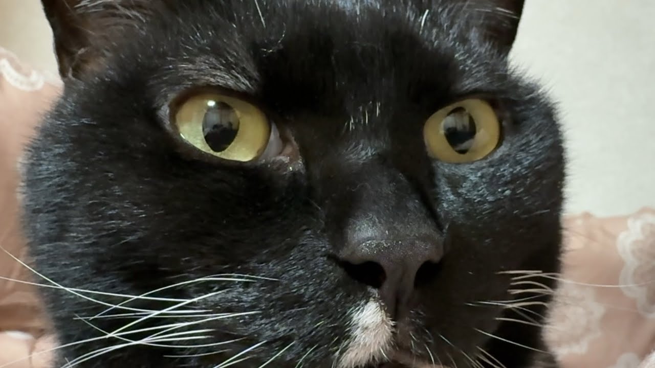 どきたくない猫