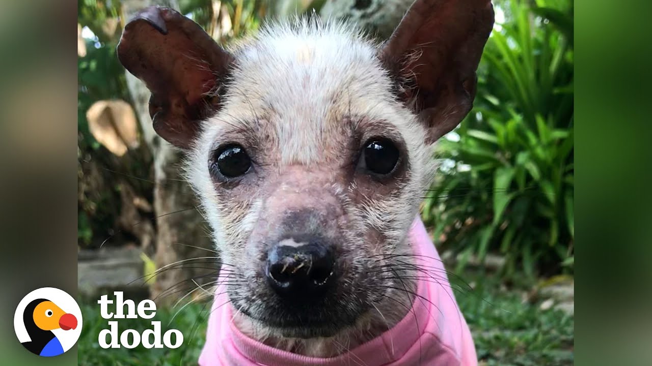 Tiny, Feisty Street Dog Rescued By Woman in Bali | The Dodo