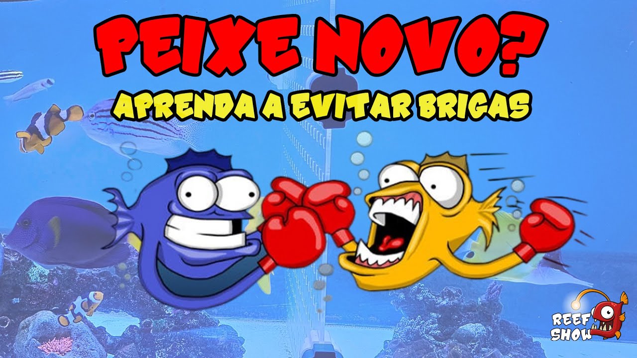 Comprou um NOVO PEIXE? ASSISTA antes de colocar no AQUÁRIO!