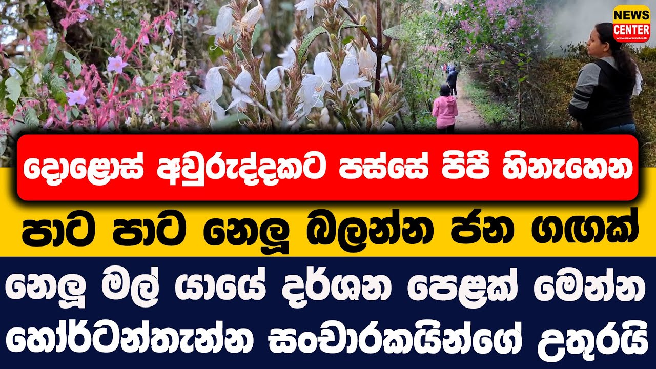 දොළොස් අවුරුද්දකට පස්සේ පිපී හිනැහෙන පාට පාට නෙලූ බලන්න ජන ගඟක් | හෝර්ටන් තැන්න සංචාරකයින්ගේ උතුරයි