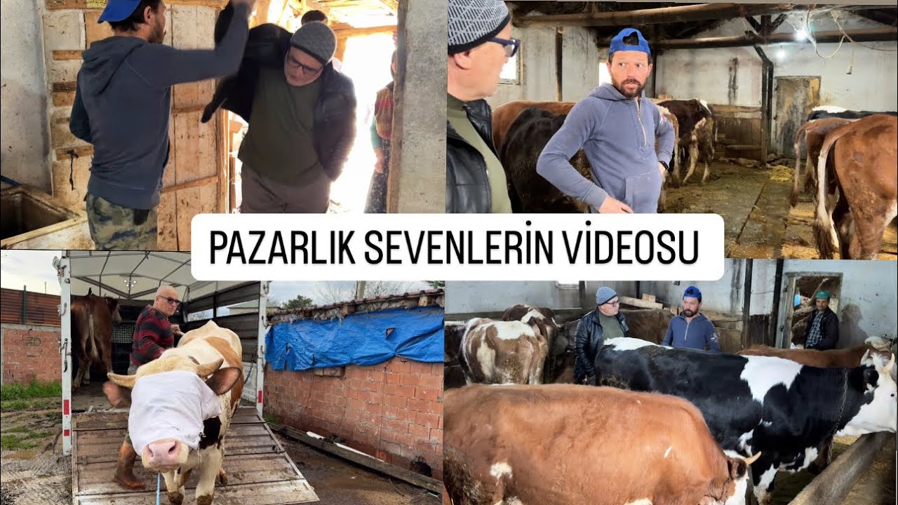 2 TANE A KALİTE KURBANLIK ALDIK (2025 KURBANLIK FİYATLARI GÜNCEL)