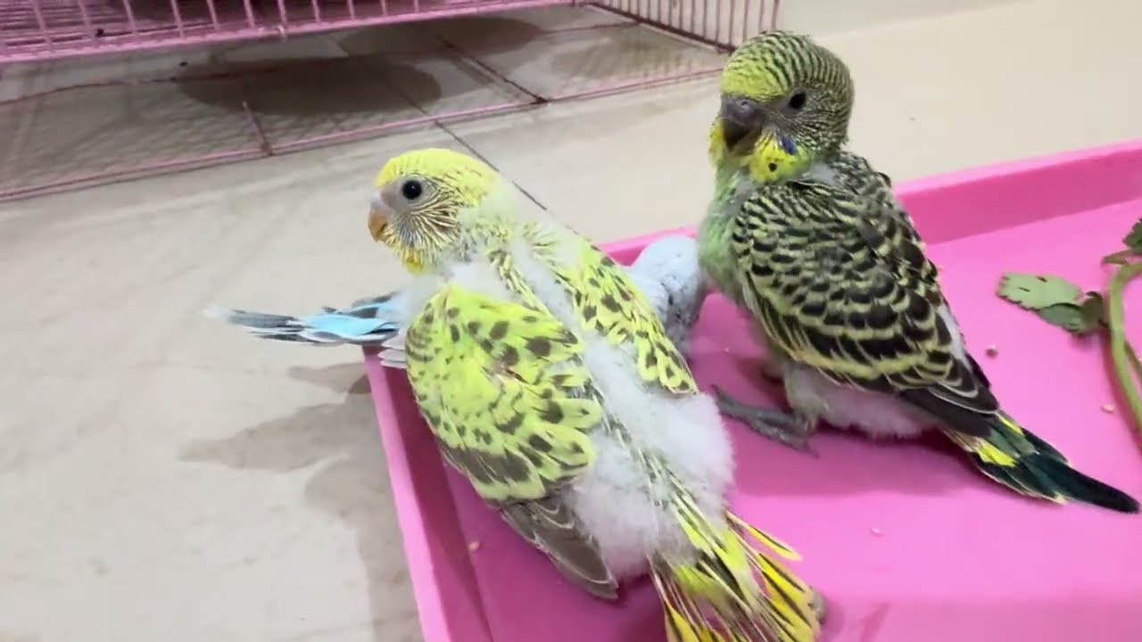 Good afternoon #birds #cockatiel #cute #viral #trending #video #workout #lovebirdlovers111 