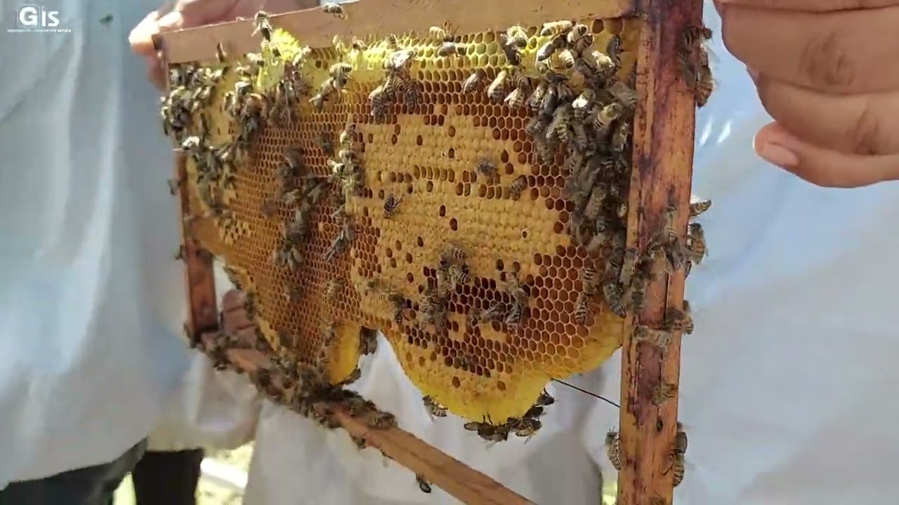 Leveraging apiculture as a sustainable economic activity in Mauritius
