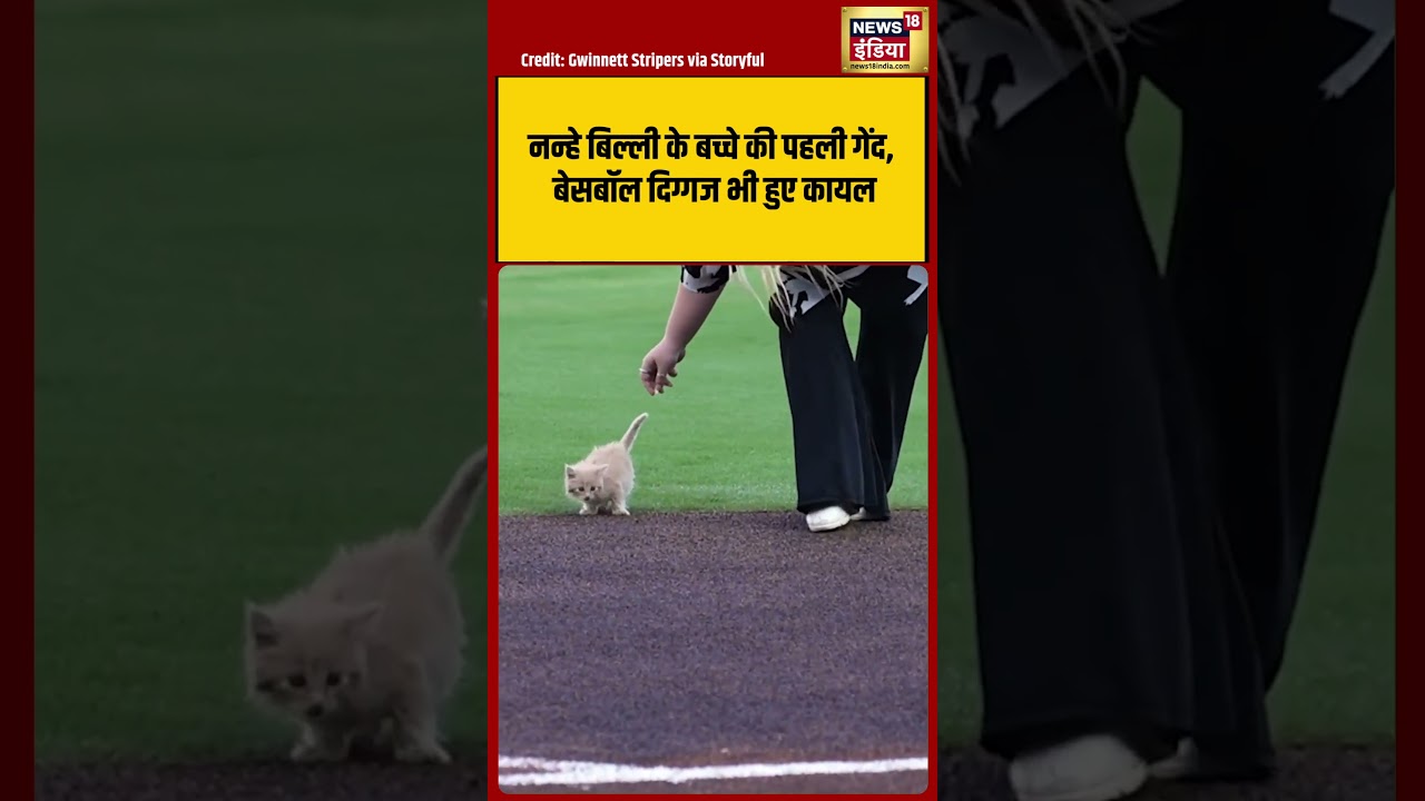 नन्हे बिल्ली के बच्चे की पहली गेंद, बेसबॉल दिग्गज भी हुए कायल#shorts #shortvideo #viral #viralvideo