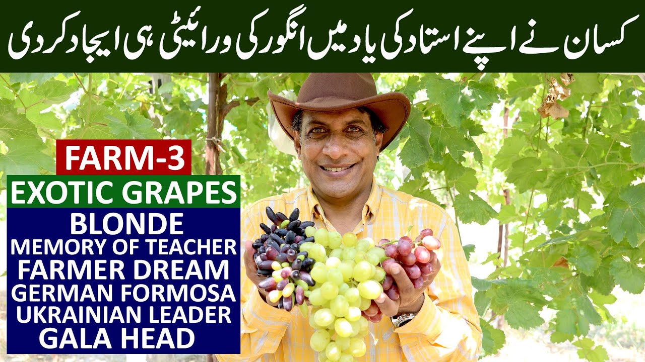Sweet Varieties of Exotic GRAPES | Farm # 3 @GulGrapesFarms