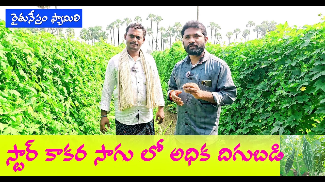 bitter gourd farming | స్టార్ కాకర సాగులో రైతుకు లక్షల ఆదాయం | Rnsubbu