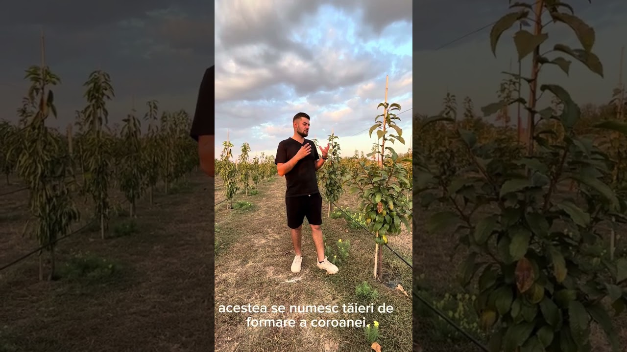 Cum sa faci ca pomii tineri sa aibă o dezvoltare foarte buna!! Livada de Cireși Amari