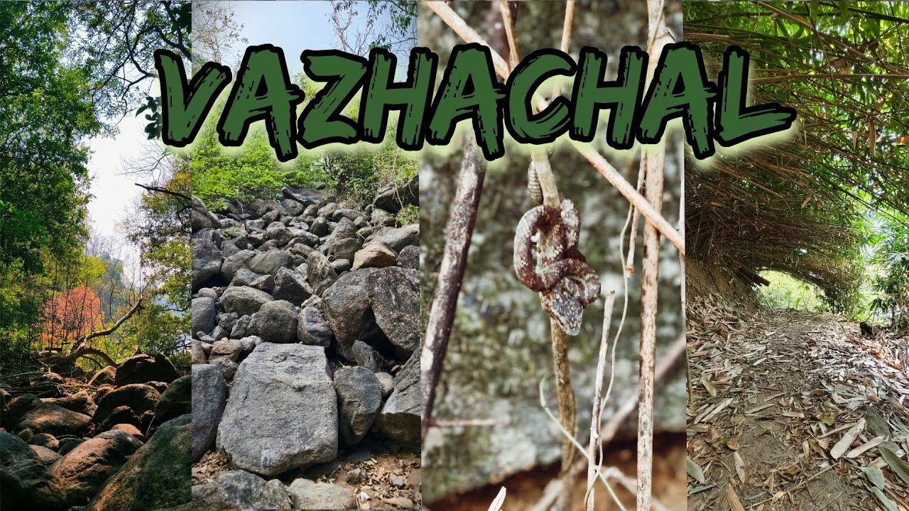 വാഴച്ചാൽ ട്രെക്കിങ് #trekking #forest #vazhachal #wildlife 