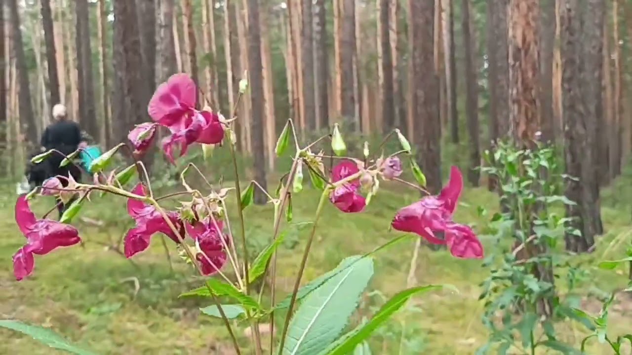 ❤️✨️На деревне туман...✨️❤️ 
