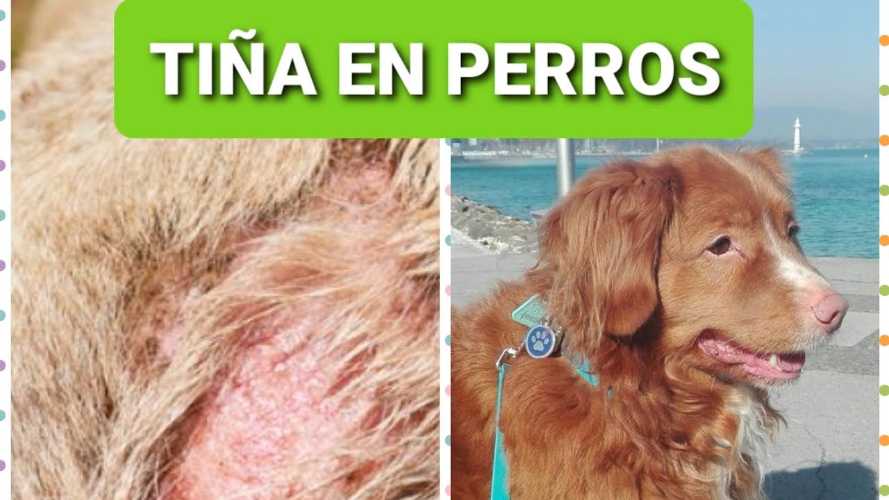 &iquest;C&Oacute;MO curar la ti&ntilde;a en perros 🐕?(remedio casero)#perros #remediocasero #ti&ntilde;a