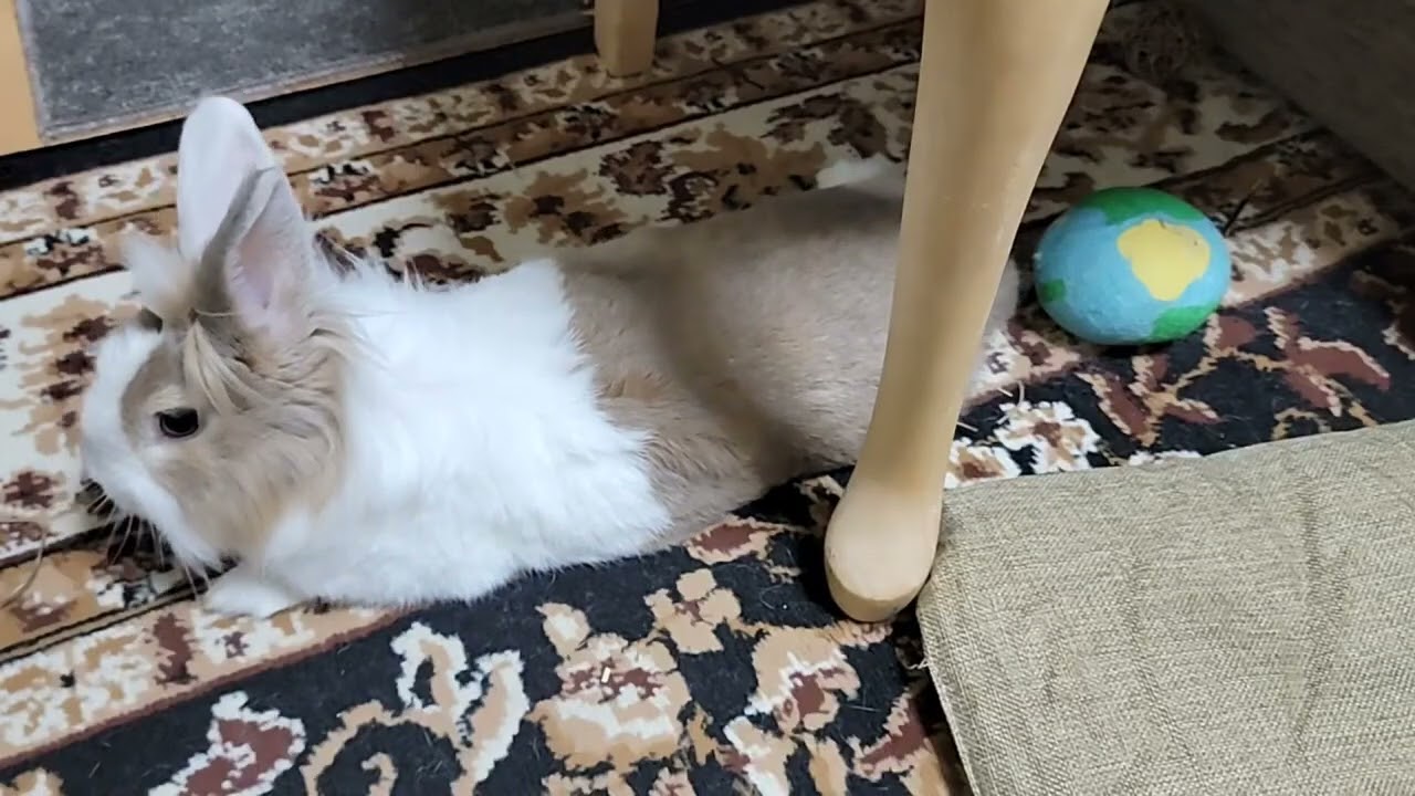 When the baby rabbit was resting in home! #mofu #bunny #rabbit #cute #viralvideo #relaxing #かわいい 