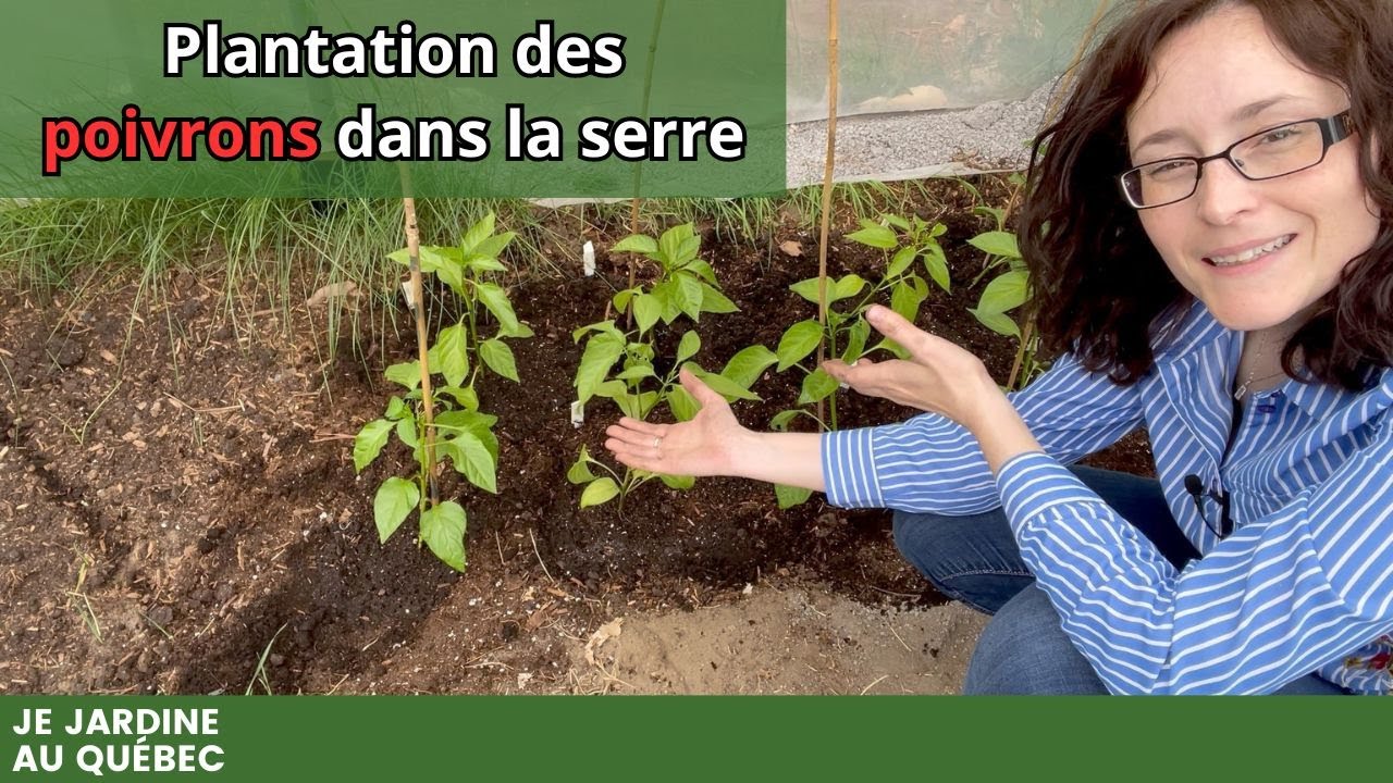 Plantation des Piments et des Poivrons dans la Serre