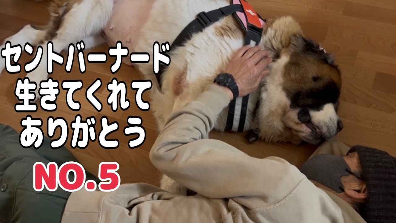 【生きてくれてありがとう】セントバーナードももちゃん辛い手術から生還して外出許可も出ました。改めて生きているだけでいい！生きてくれてありがとう！