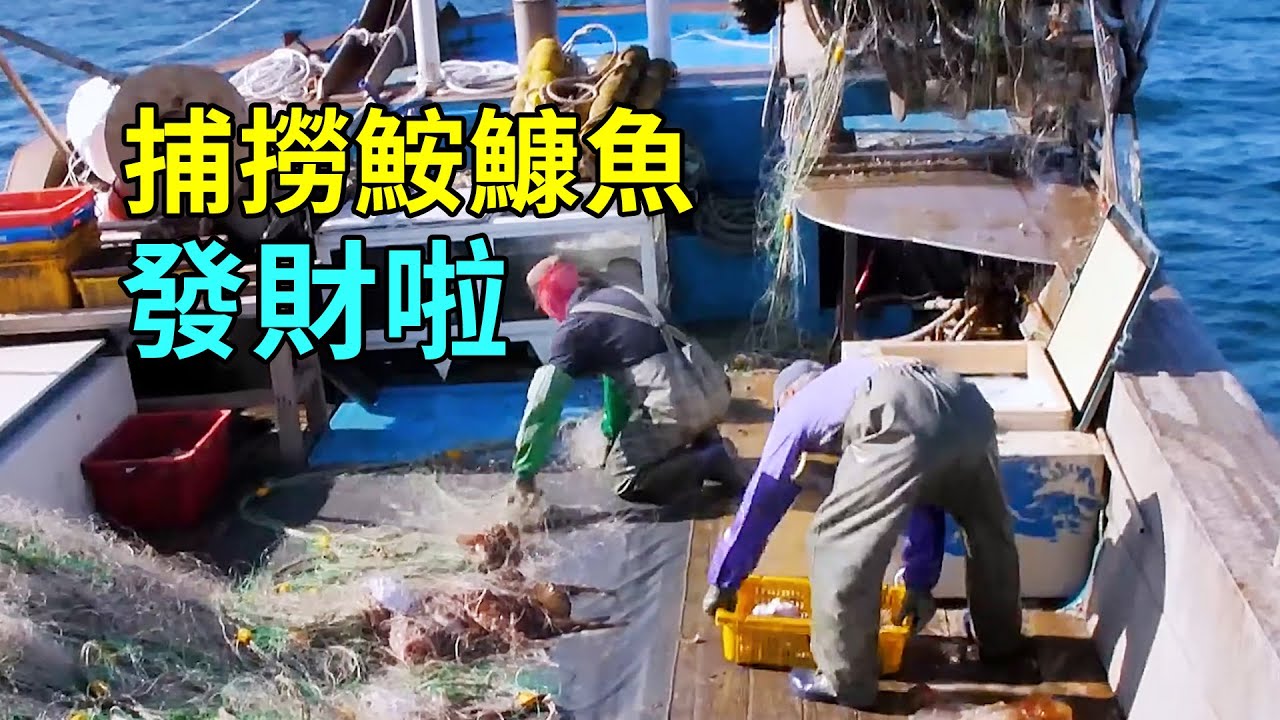 出海捕撈鮟鱇魚，一網幾百斤