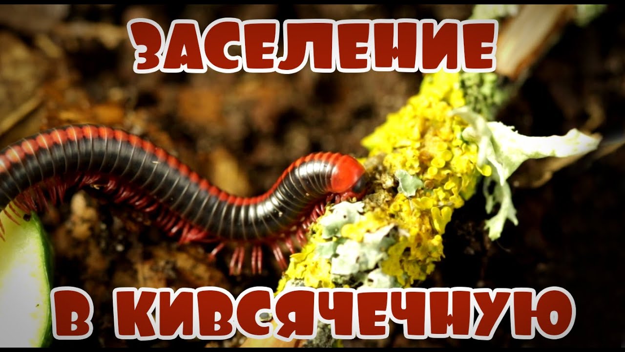 Кивсяк Xenobolus carnifex😍 заселяем в кивсячечную🐛