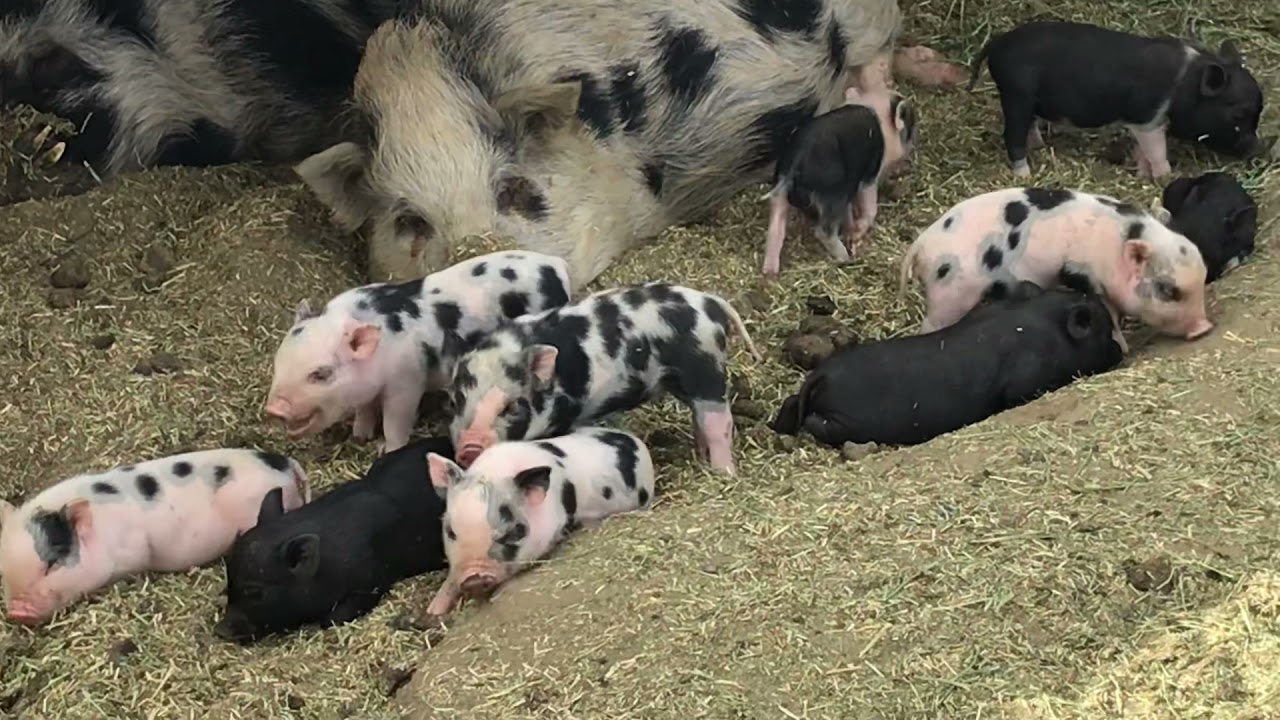 All spotted pigs are not created equal!