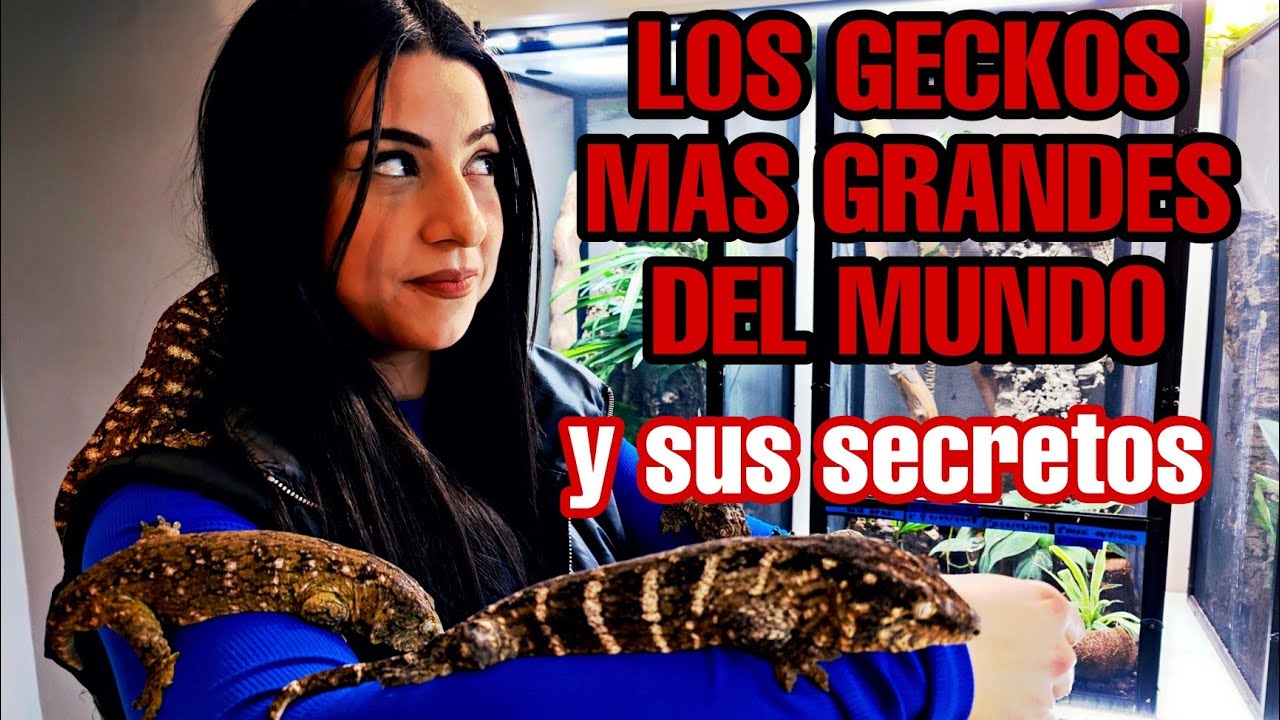 El INCREIBLE gecko GIGANTE de NUEVA CALEDONIA. Visitamos a un GRAN aficionado y EXPERTO 🦎🦎🦎🦎