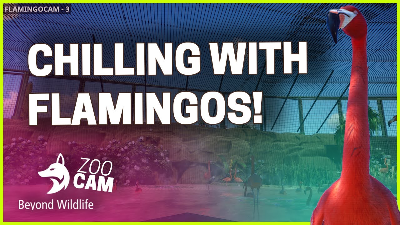 👁️ ZOOCAM: Flamingo Lagoon | Beyond Wildlife Park (ZSU) | Planet Zoo