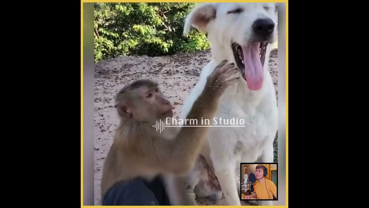 ဘဲကူးမျဉ်းကြား (Burmese Funny Voice Over by Charm)