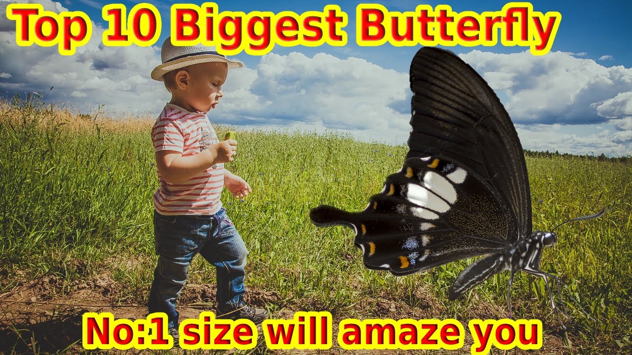 TOP 10 BIGGEST BUTTERFLIES IN THE WORLD