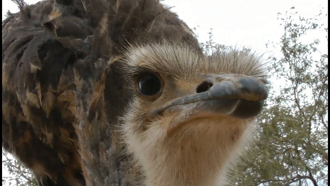 Emu defends me against attacking Ostrich
